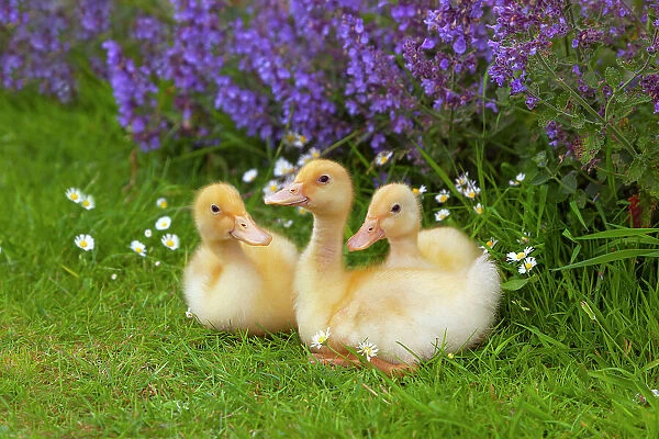 A brood of domestic ducklings at a week old. UK, June