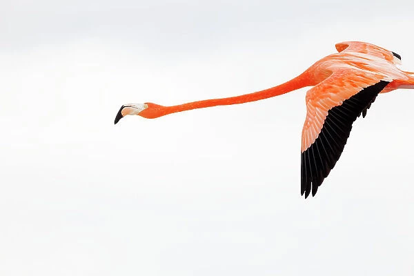Caribbean flamingo (Phoenicopterus ruber) flying, Ria Celestun Biosphere Reserve, Yucatan Peninsula, Mexico, January. Bookplate