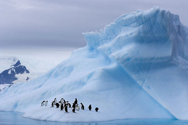 Gentoo penguins (Pygoscelis Papua) on an iceberg off the western Antarctic Peninsula