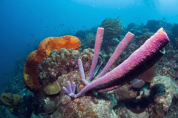Stove-pipe sponge (Aplysina archeri) and Orange elephant ear sponge (Agelas clathrodes) Bonaire