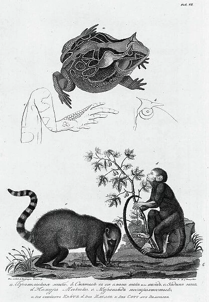 A /  Brazil Frog; B /  Its Eyes; C /  Hind Leg; D /  Makako Lemur; E / Anteater with Motley Tail, 1813. Creator: Unknown