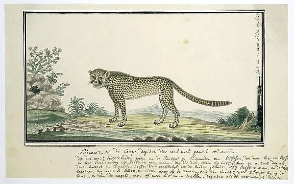 Acinonyx jubatus (Cheetah), 1777-1786. Creator: Robert Jacob Gordon