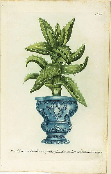 African Aloe, plate 47 from Phtanthoza Iconographia, 1736