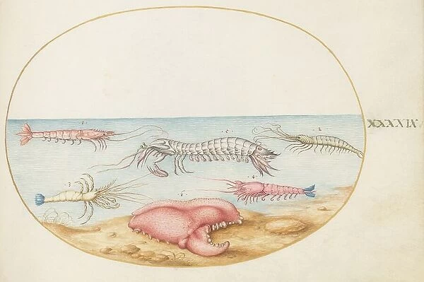 Animalia Aqvatilia et Cochiliata (Aqva): Plate XLIX, c. 1575 / 1580. Creator: Joris Hoefnagel