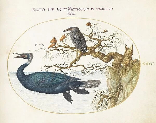 Animalia Volatilia et Amphibia (Aier): Plate XXIII, c. 1575 / 1580. Creator: Joris Hoefnagel