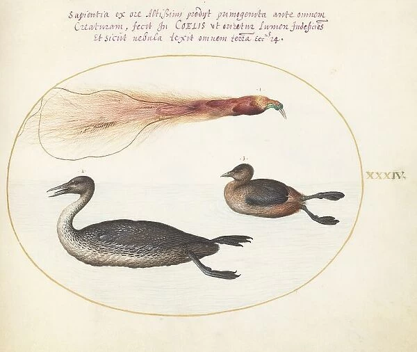 Animalia Volatilia et Amphibia (Aier): Plate XXXIV, c. 1575 / 1580. Creator: Joris Hoefnagel
