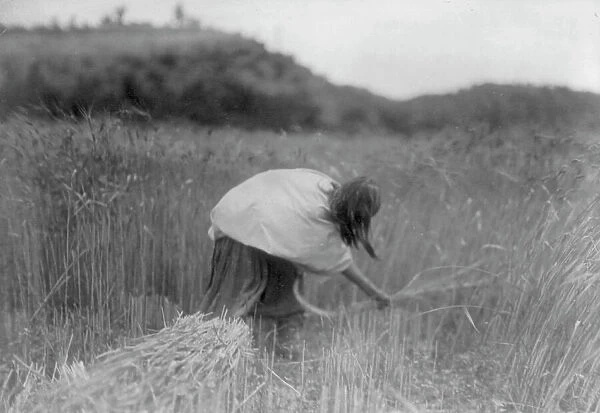 The Apache Reaper [gathering wheat], c1906. Creator: Edward Sheriff Curtis