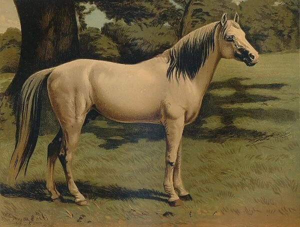 The Arab Pony Charger of General Sir Hope Grant, c1879. Creator: Unknown