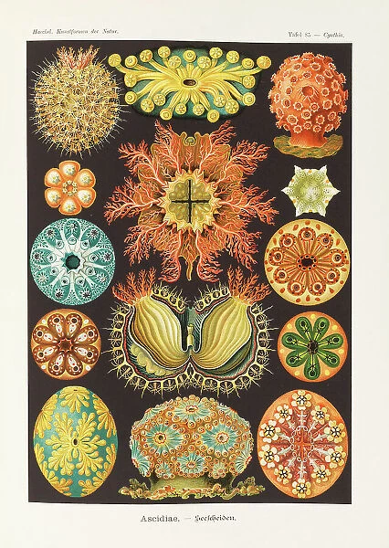Art forms of nature, 1899-1903. Creator: Haeckel, Ernst (1834-1919)