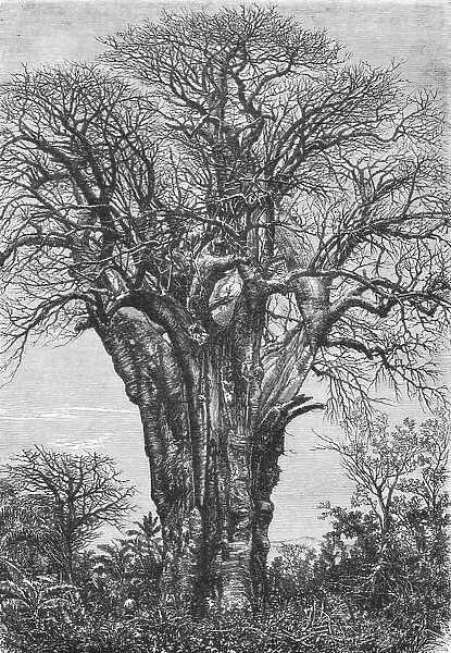 The Baobab (Adansonia digitata, Linn.), 1875. Creator: W. Carruthers