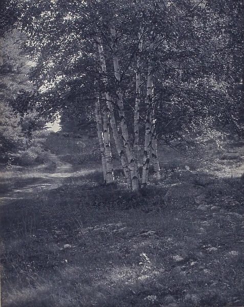 Birch trees along a path, c1900. Creator: W Radford