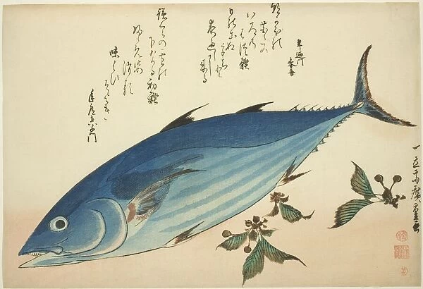 Bonito and saxifrage, from an untitled series of fish, c. 1832 / 33. Creator: Ando Hiroshige