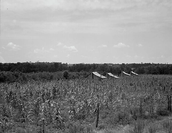 Cabins in the corn, South Georgia, 1937. Creator: Dorothea Lange