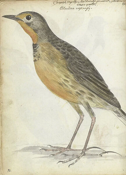Cape bird, 1786. Creator: Jan Brandes