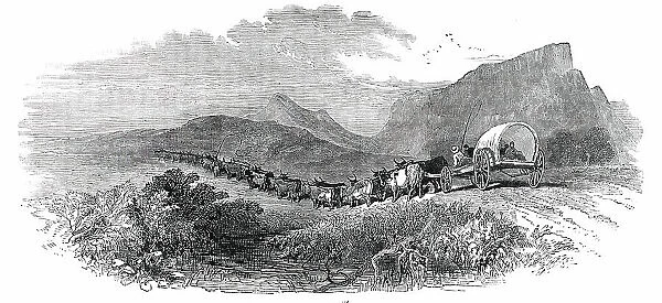 Cape Waggon, 1850. Creator: Unknown