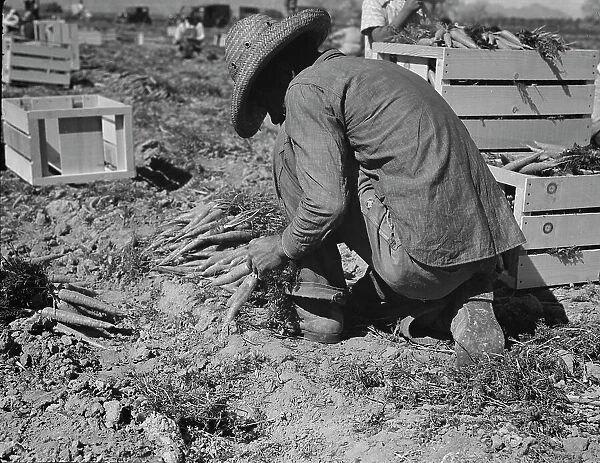 One of the hundred carrot pullers in this field in the Coachella Valley, California, 1937. Creator: Dorothea Lange