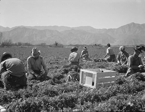 Carrot pullers from Texas, Oklahoma, Missouri, Arkansas and Mexico in California, 1937. Creator: Dorothea Lange