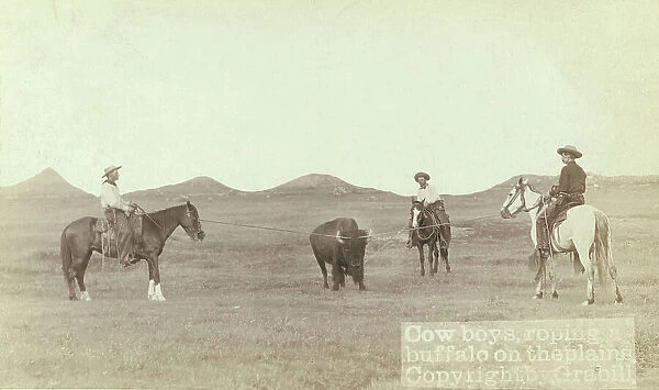Cowboys, roping a buffalo on the plains, between 1887 and 1892. Creator: John C. H. Grabill