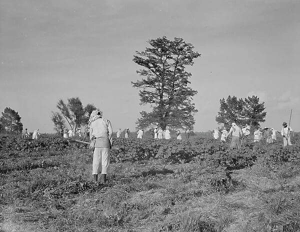 A crew of 200 hoers were brought to the Aldridge Plantation to hoe cotton at a dollar a day, 1937. Creator: Dorothea Lange