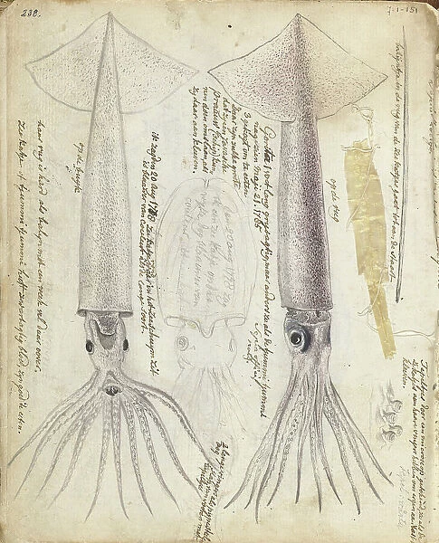 Cuttlefish and Gorita, 1785. Creator: Jan Brandes