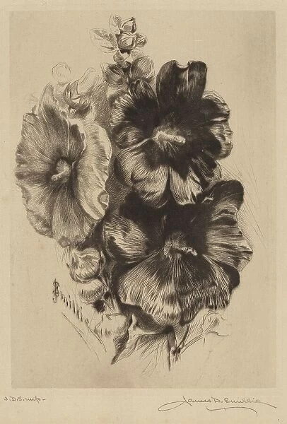 Dark Single Hollyhocks, 1890. Creator: James David Smillie