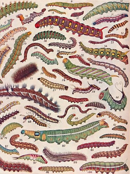 A Hundred Different Knds of Caterpillars of Butterflies and Moths, 1935