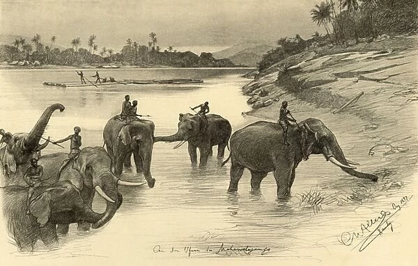 Elephants on the banks of the Mahaweli River, Ceylon, 1898. Creator: Christian Wilhelm Allers