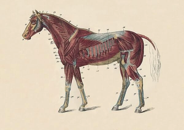 External Muscles and Tendons of the Horses Body, c1879. Creator: Unknown