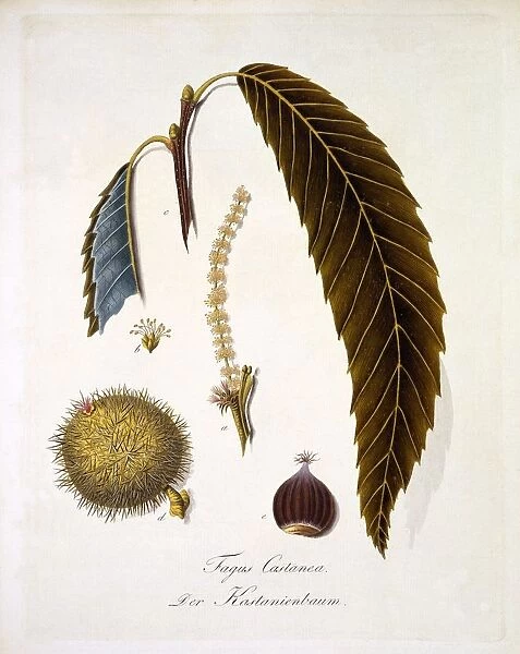 Fagus Castanea, 1803-1805