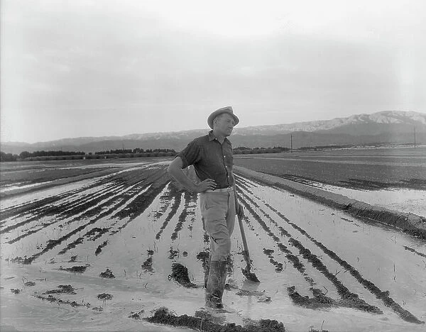 Field worker irrigating alfalfa and barley fields, Near Indio, Coachella Valley, California, 1937. Creator: Dorothea Lange