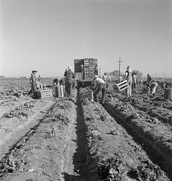 Filipino crew of fifty-five boys cutting and loading lettuce, Imperial Valley, California, 1937. Creator: Dorothea Lange
