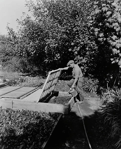 Gardener watering cold frame plants, posed...Rudyard Kipling's poem The Glory of the Garden, 1917. Creator: Frances Benjamin Johnston