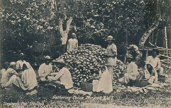 Gathering Cocoa, Trinidad, B. W. I. early 20th century. Creator: Unknown