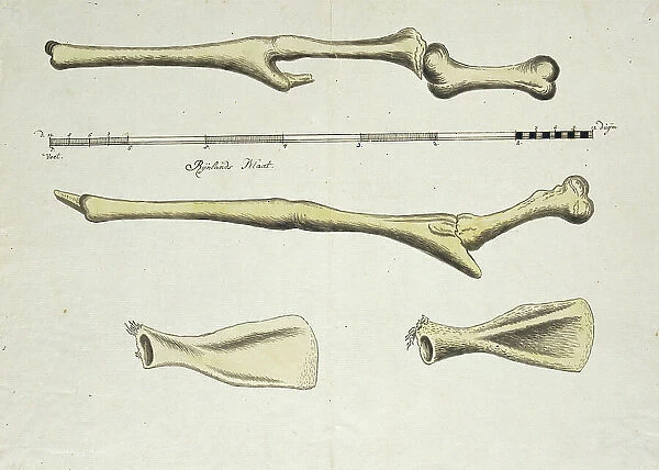 Giraffa camelopardalis (Giraffe), skeleton, 1779. Creator: Robert Jacob Gordon