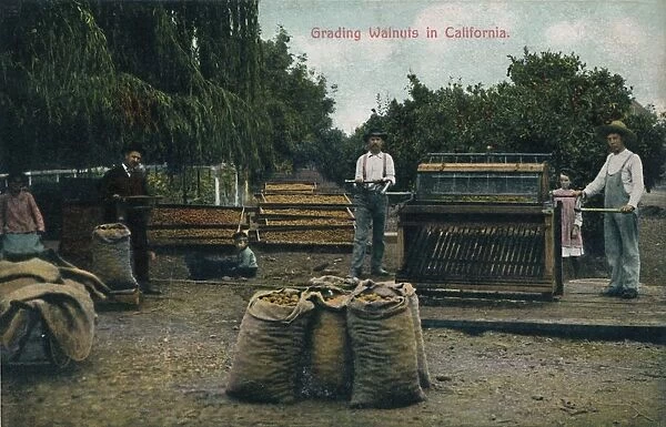 Grading Walnuts in California, c1910s. Creator: Unknown