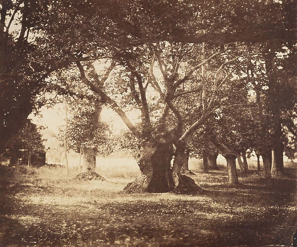 Hollow Oak Tree, Fontainebleau, 1855-57. Creator: Gustave Le Gray