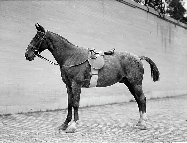 Horse Shows - Horses, 1912. Creator: Harris & Ewing. Horse Shows - Horses, 1912. Creator: Harris & Ewing
