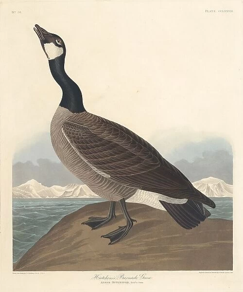 Hutchins Barnacle Goose, 1835. Creator: Robert Havell
