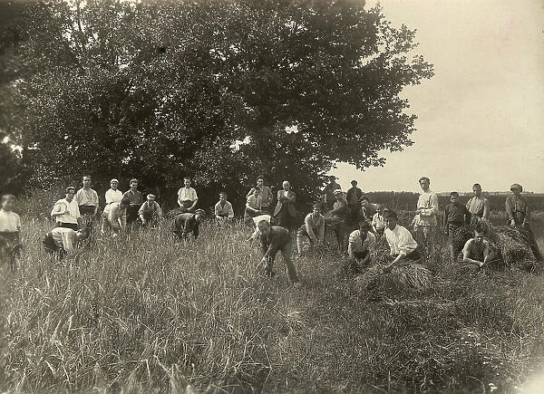 Jewish Pedagogical College and Agricultural School - At field work / Barley is... Minsk, 1922-1923. Creator: Unknown