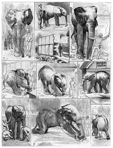 Jumbo the African elephant, 1882