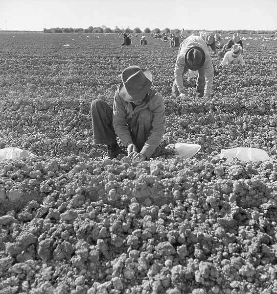 The kind of work drought refugees and Mexicans do in the Imperial Valley, California, 1937. Creator: Dorothea Lange