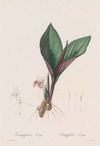 Les Liliacees: Kaempferia longa, 1802-1816. Creator: Henry Joseph Redoute (French