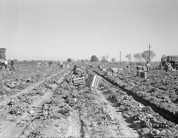 Lettuce cutting in the Imperial Valley, California, 1937. Creator: Dorothea Lange