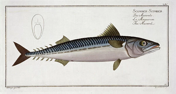 Mackerel (Scomber Scomber), c1785-1799. Artist: Gabriel Bodenehr I