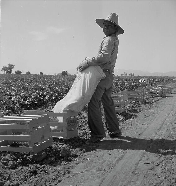 Mexican melon picker of the Imperial Valley, unloading his bag, California, 1937. Creator: Dorothea Lange