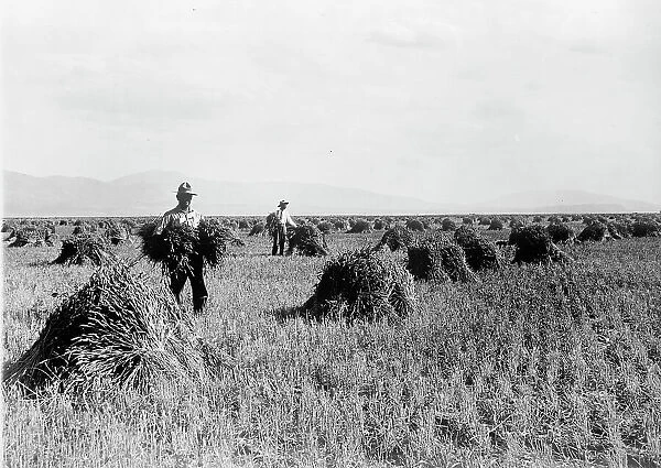 Minidoka Project - U.S. Reclamation Bureau. Minidoka Desert On Year After Irrigation By Gov... 1912 Creator: Harris & Ewing. Minidoka Project - U.S. Reclamation Bureau