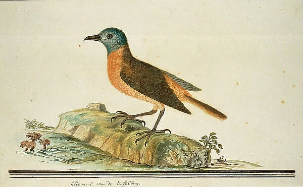 Monticola rupestris (Cape rock thrush), 1777-1786. Creator: Robert Jacob Gordon