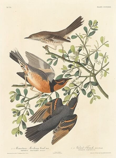 Mountain Mocking-bird and Varied Thrush, 1837. Creator: Robert Havell