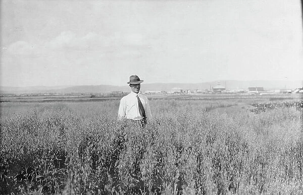 Mr. Rickert in grain field on his farm, between c1900 and 1916. Creator: Unknown