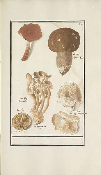 Mushrooms, 1596-1610. Creators: Anselmus de Boodt, Elias Verhulst